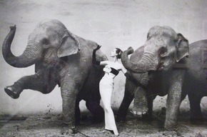 Довима и слоны, фотограф Ричард Аведон, 1955 год