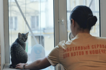 Отдать кошку на передержку в Москве: как это сделать и почему может понадобиться