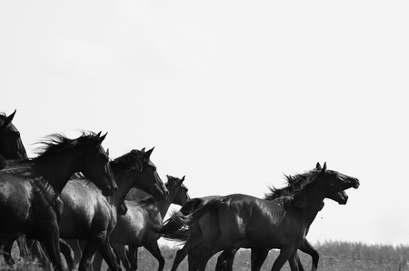 "Тайна лошади". Выставка работ российского фотографа Александра Забегина в Париже